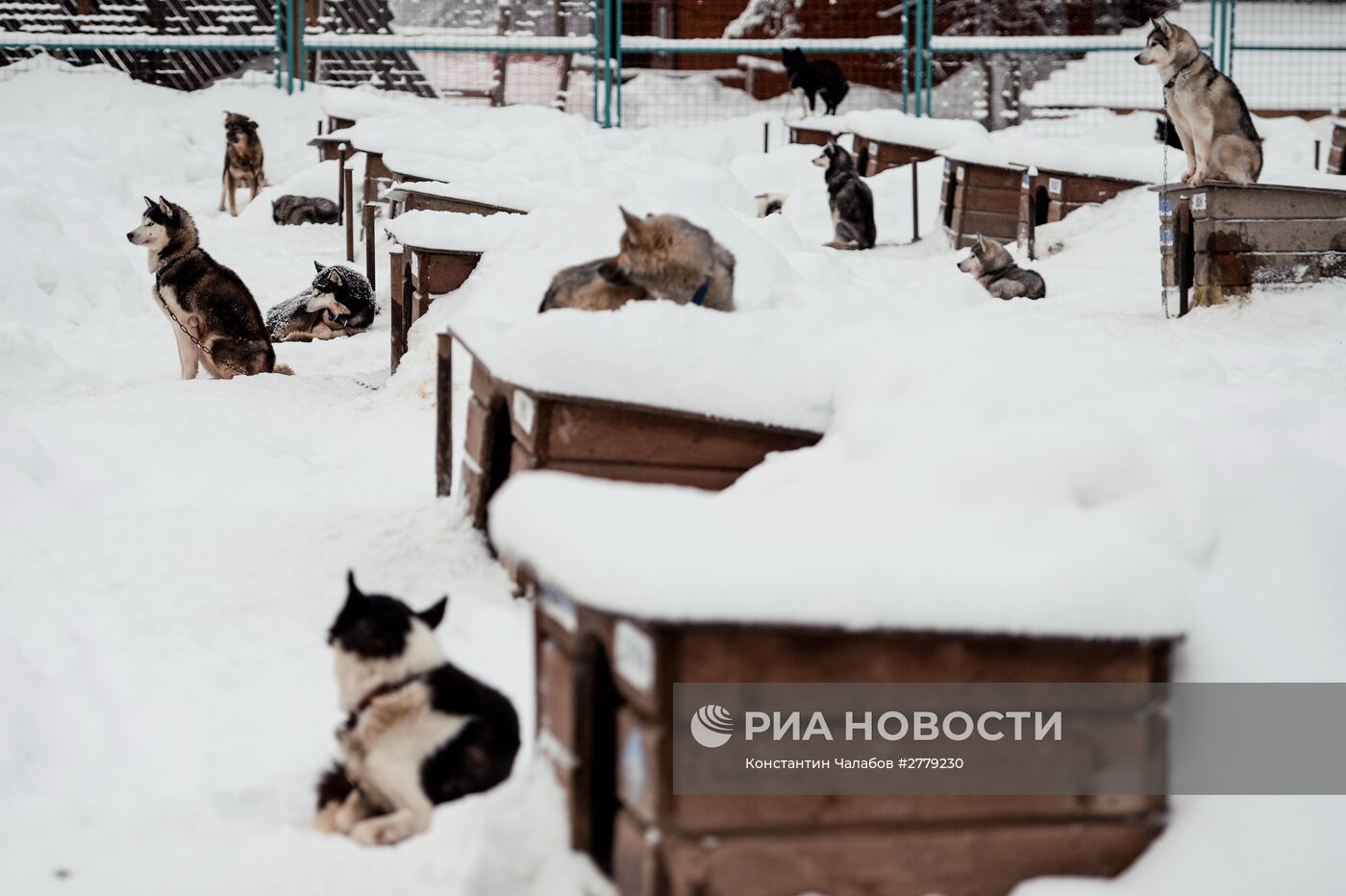 Питомник ездовых собак в Карелии