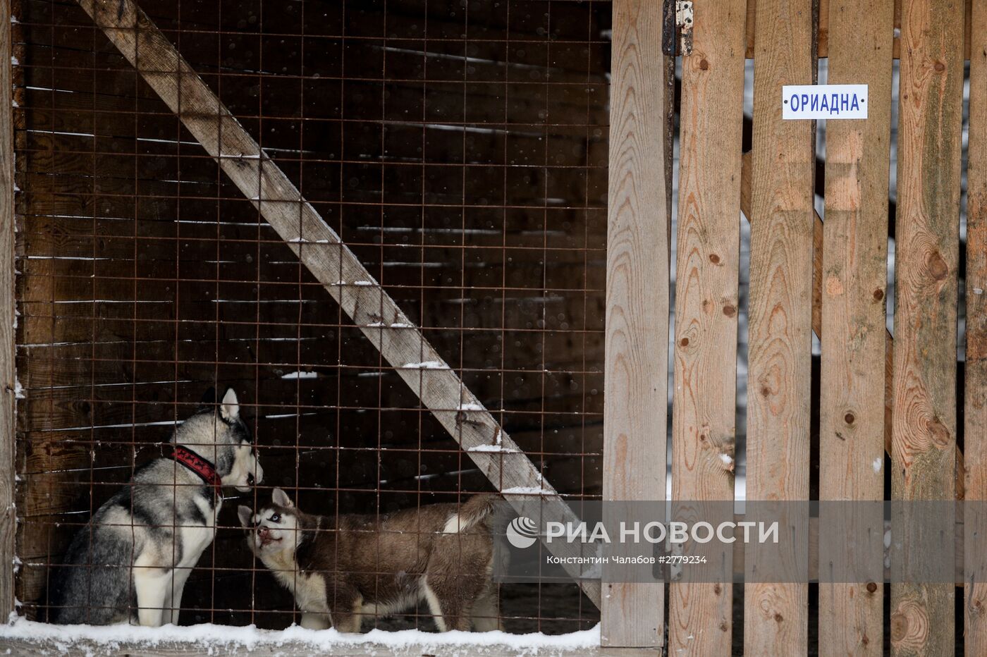 Питомник ездовых собак в Карелии