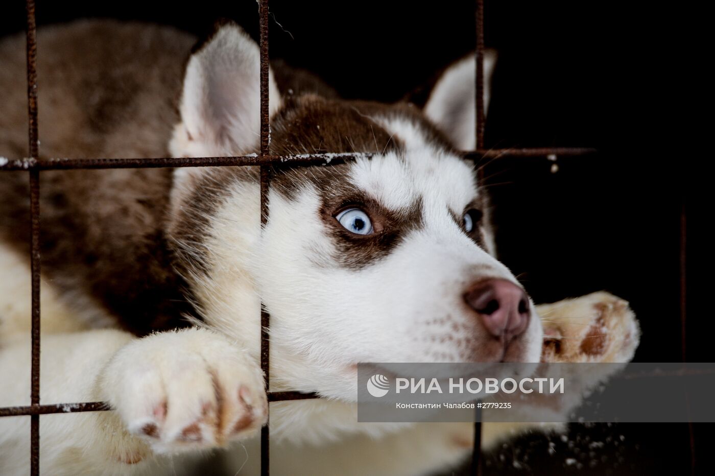 Питомник ездовых собак в Карелии