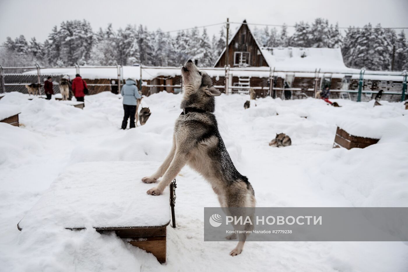 Питомник ездовых собак в Карелии