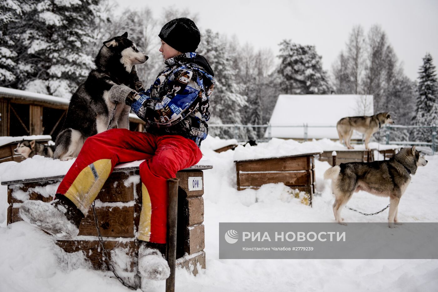 Питомник ездовых собак в Карелии