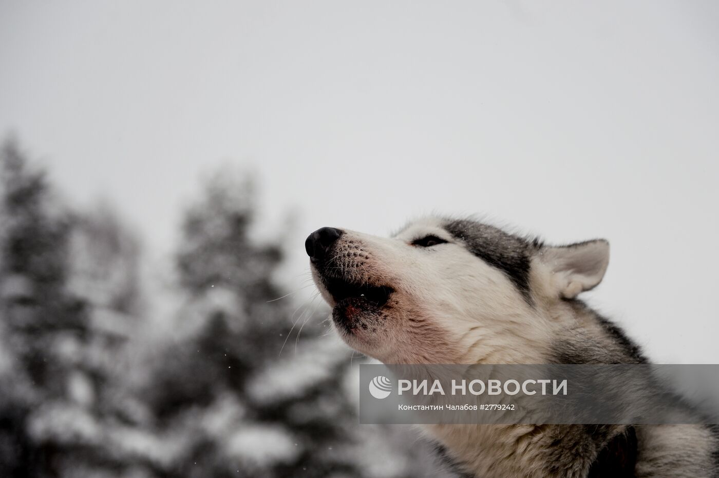 Питомник ездовых собак в Карелии