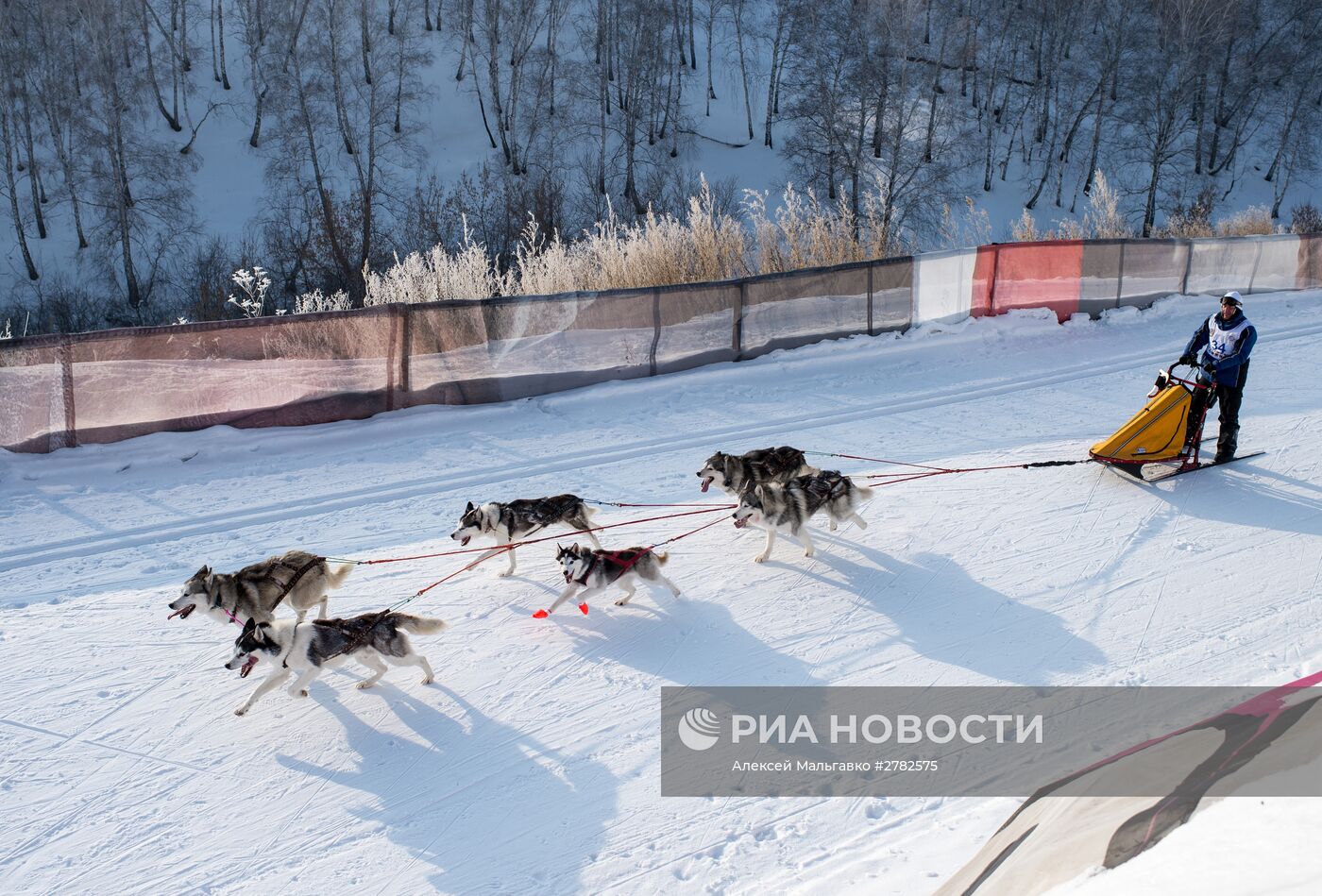 Открытый чемпионат Омской области по снежным дисциплинам ездового спорта на собаках