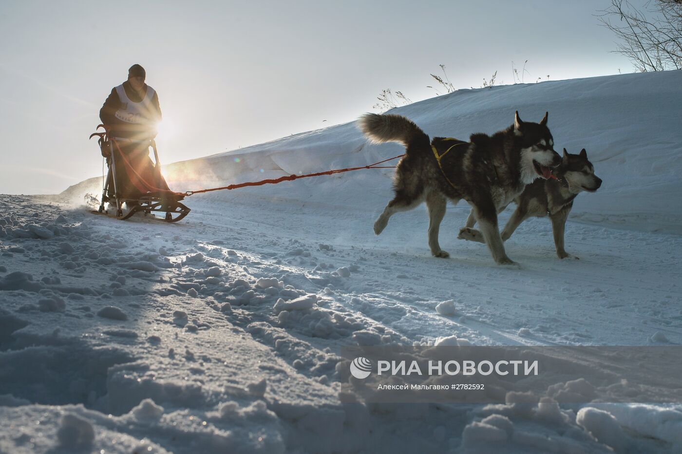 Открытый чемпионат Омской области по снежным дисциплинам ездового спорта на собаках