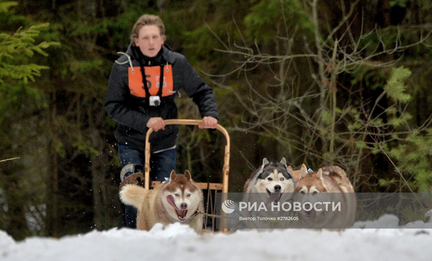 Гонки на собачьих упряжках под Минском