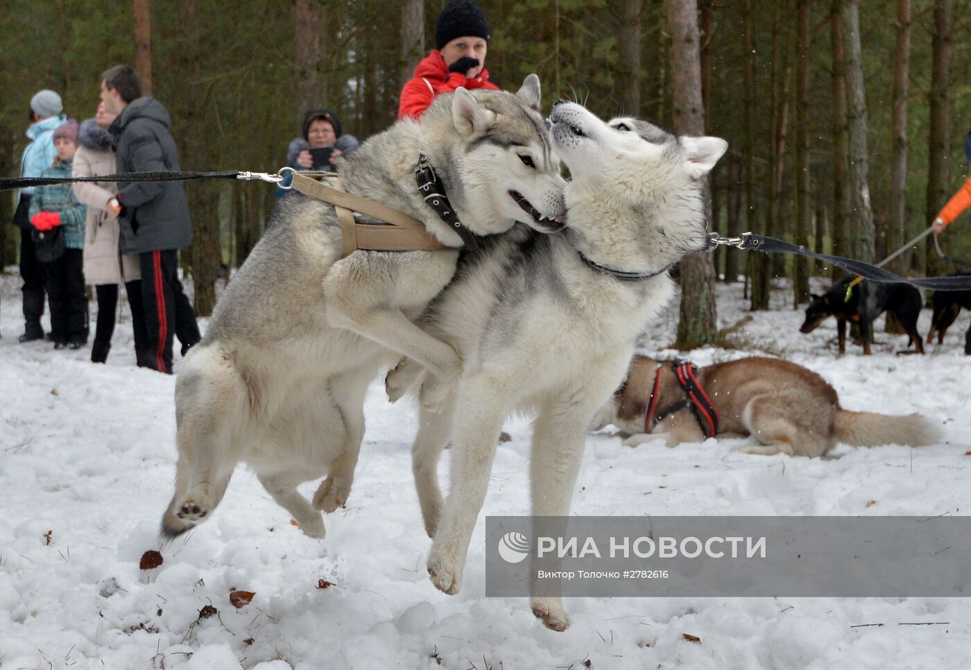 Гонки на собачьих упряжках под Минском