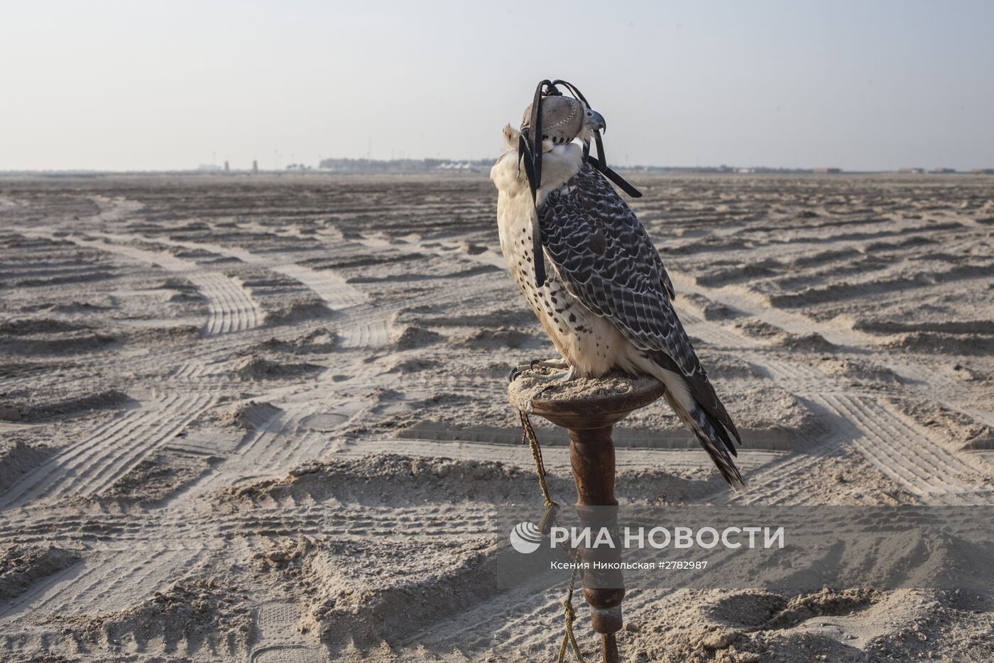 Королевские соколы Бахрейна