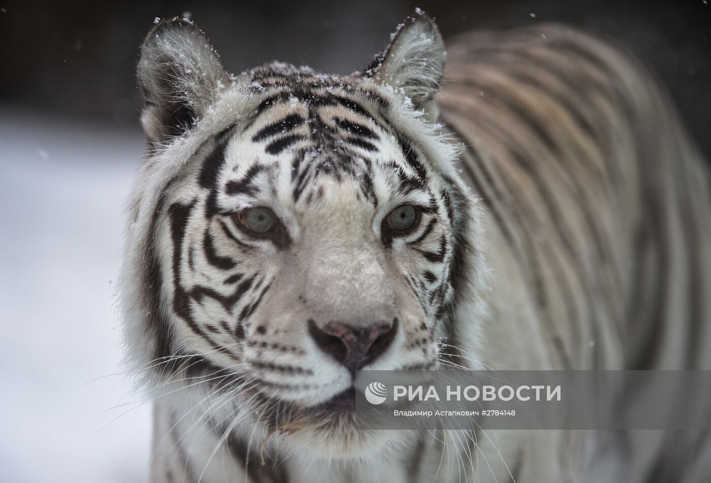 Московский зоопарк