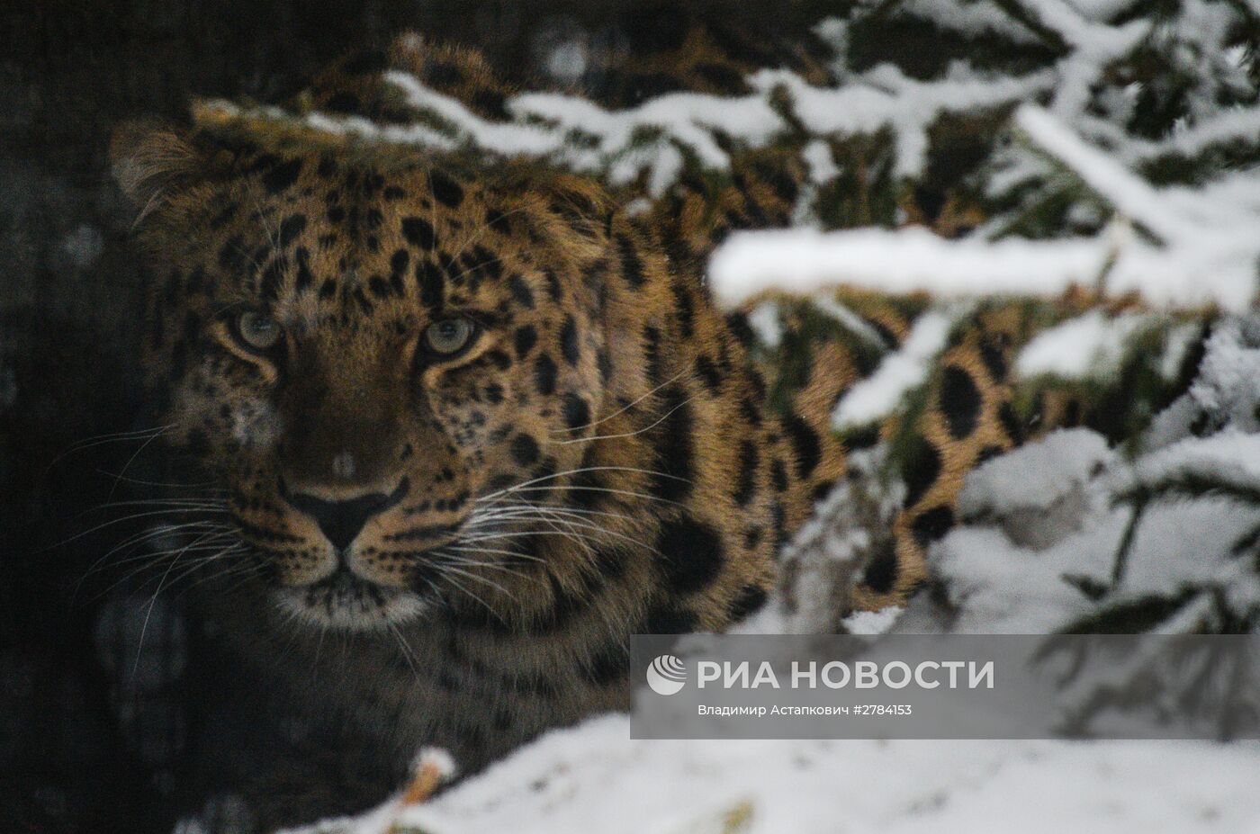 Московский зоопарк