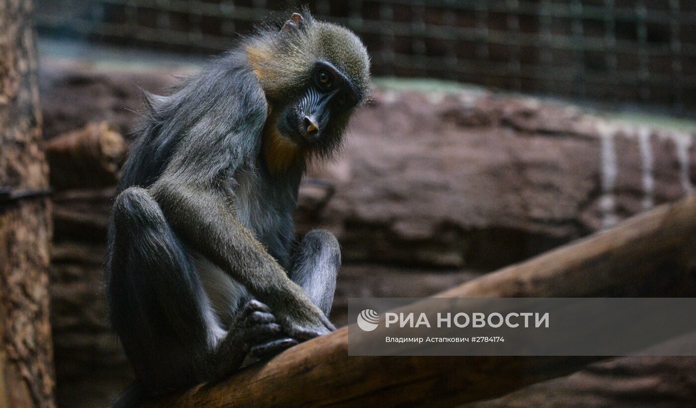 Московский зоопарк