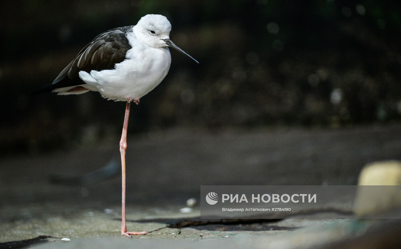 Московский зоопарк