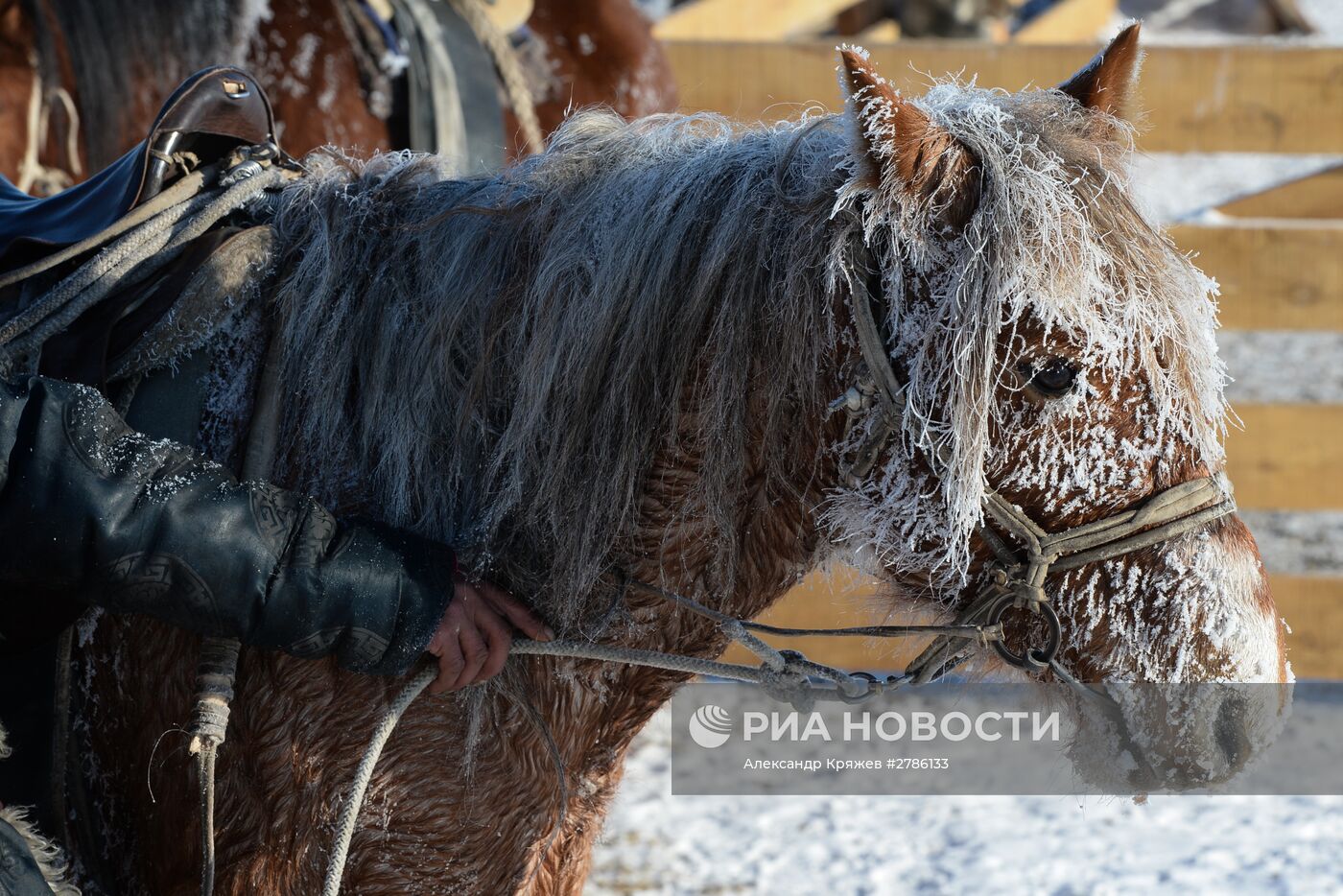 Зимние чабанские стоянки в Республике Тыва
