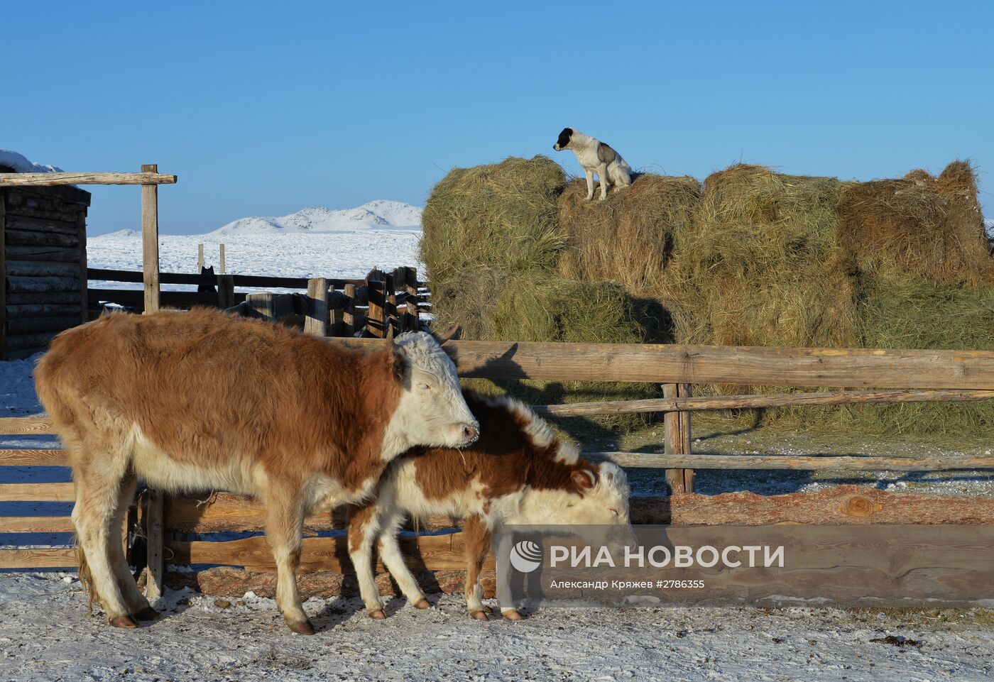 Зимние чабанские стоянки в Республике Тыва