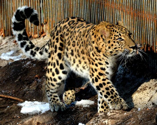 Приморский сафари-парк отмечает 9-летие со дня открытия