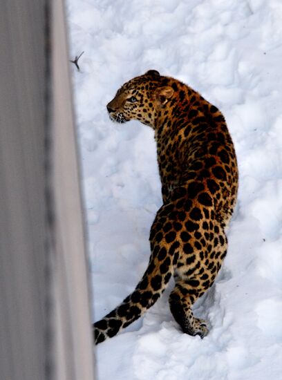 Приморский сафари-парк отмечает 9-летие со дня открытия