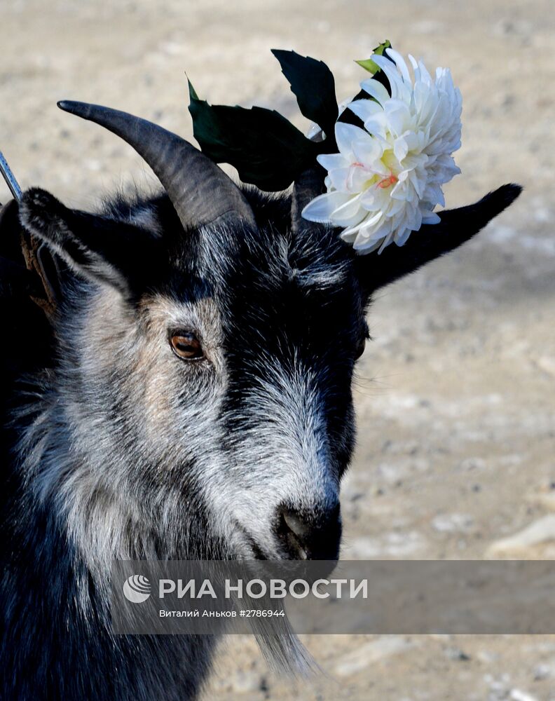 Приморский сафари-парк отмечает 9-летие со дня открытия