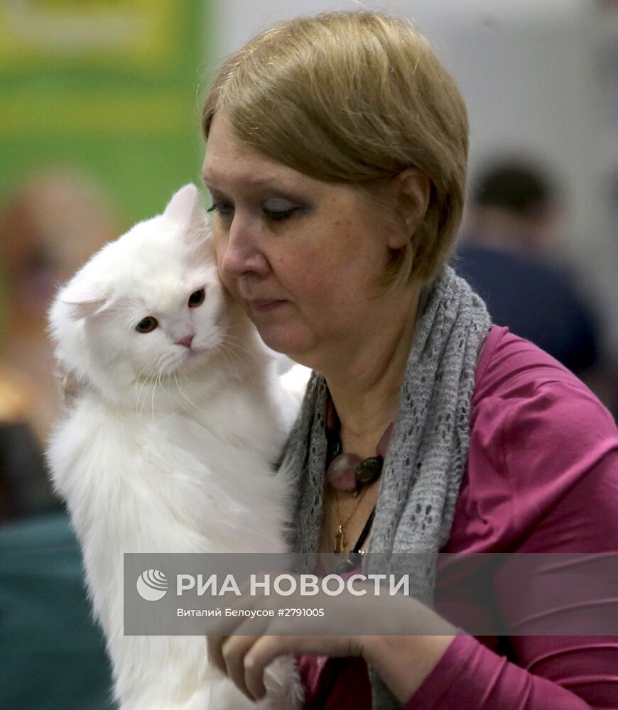 Выставка кошек и котов в конгрессно-выставочном центре "Сокольники" в Москве