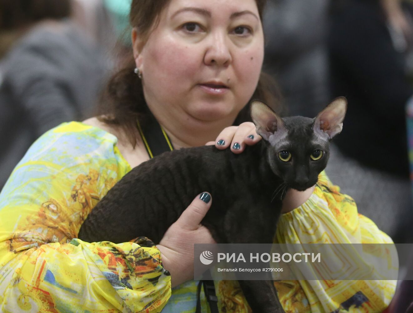 Выставка кошек и котов в конгрессно-выставочном центре "Сокольники" в Москве