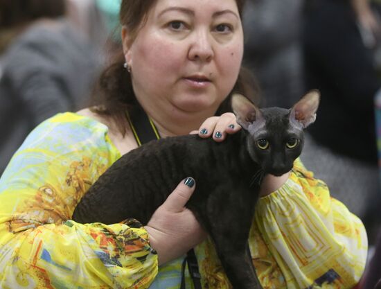 Выставка кошек и котов в конгрессно-выставочном центре "Сокольники" в Москве