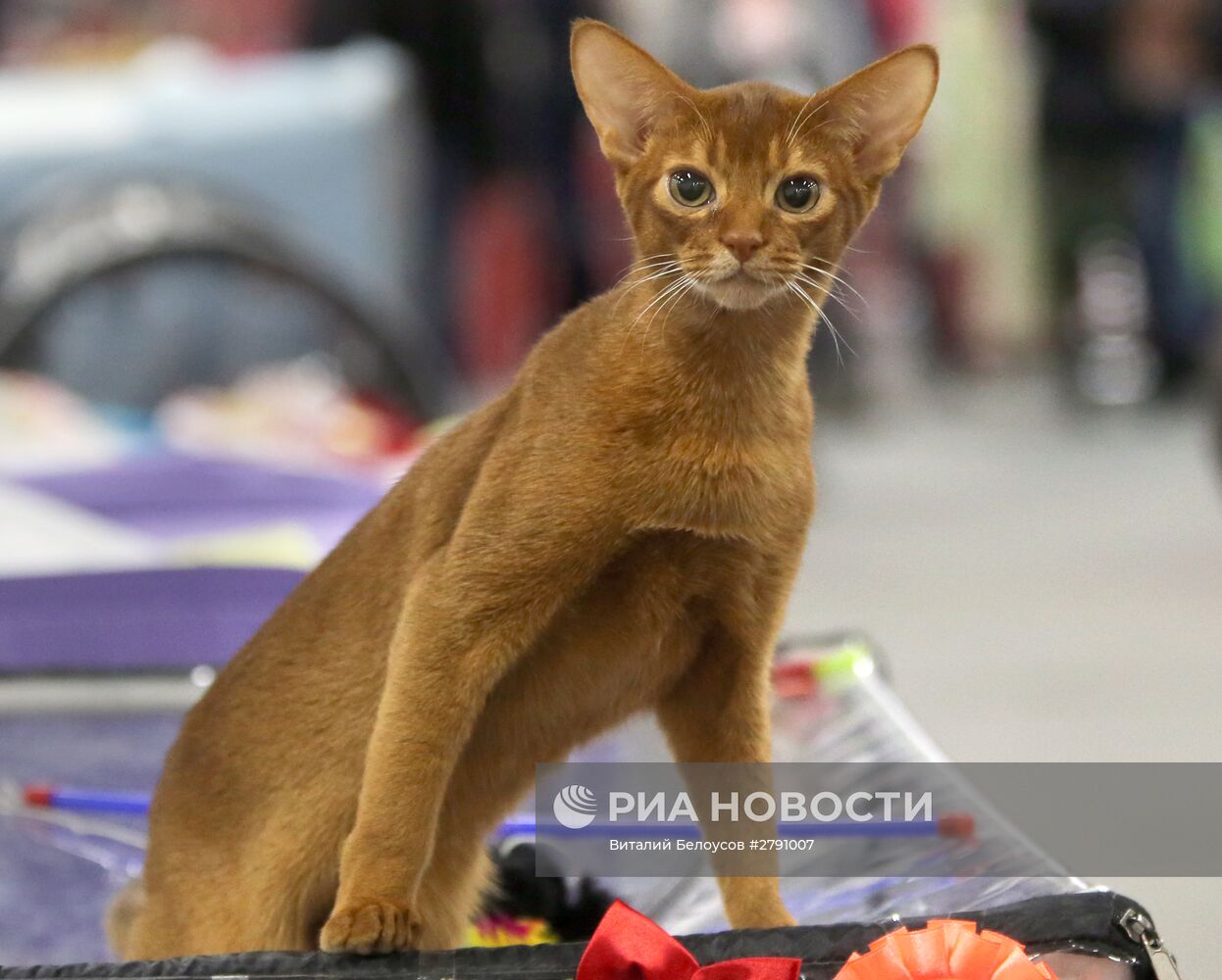 Выставка кошек и котов в конгрессно-выставочном центре "Сокольники" в Москве