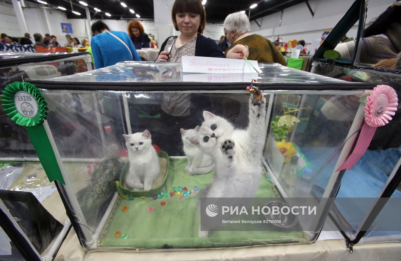 Выставка кошек и котов в конгрессно-выставочном центре "Сокольники" в Москве