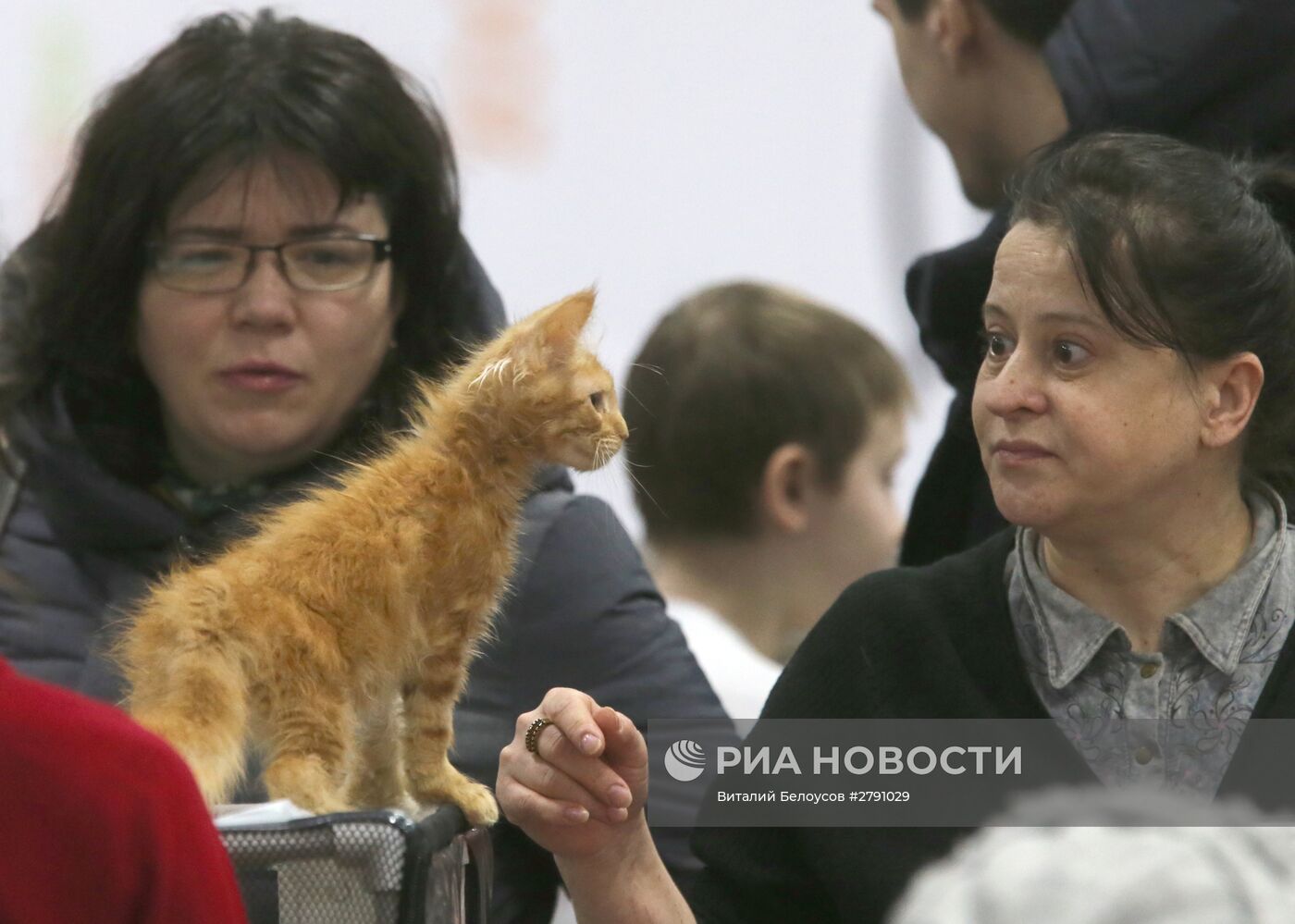 Выставка кошек и котов в конгрессно-выставочном центре "Сокольники" в Москве