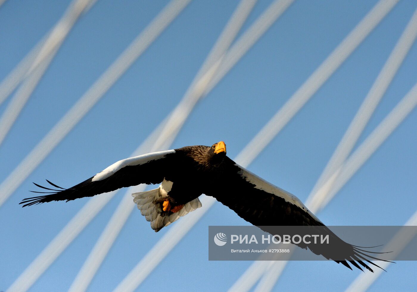 Краснокнижные орланы зимуют в центре Владивостока