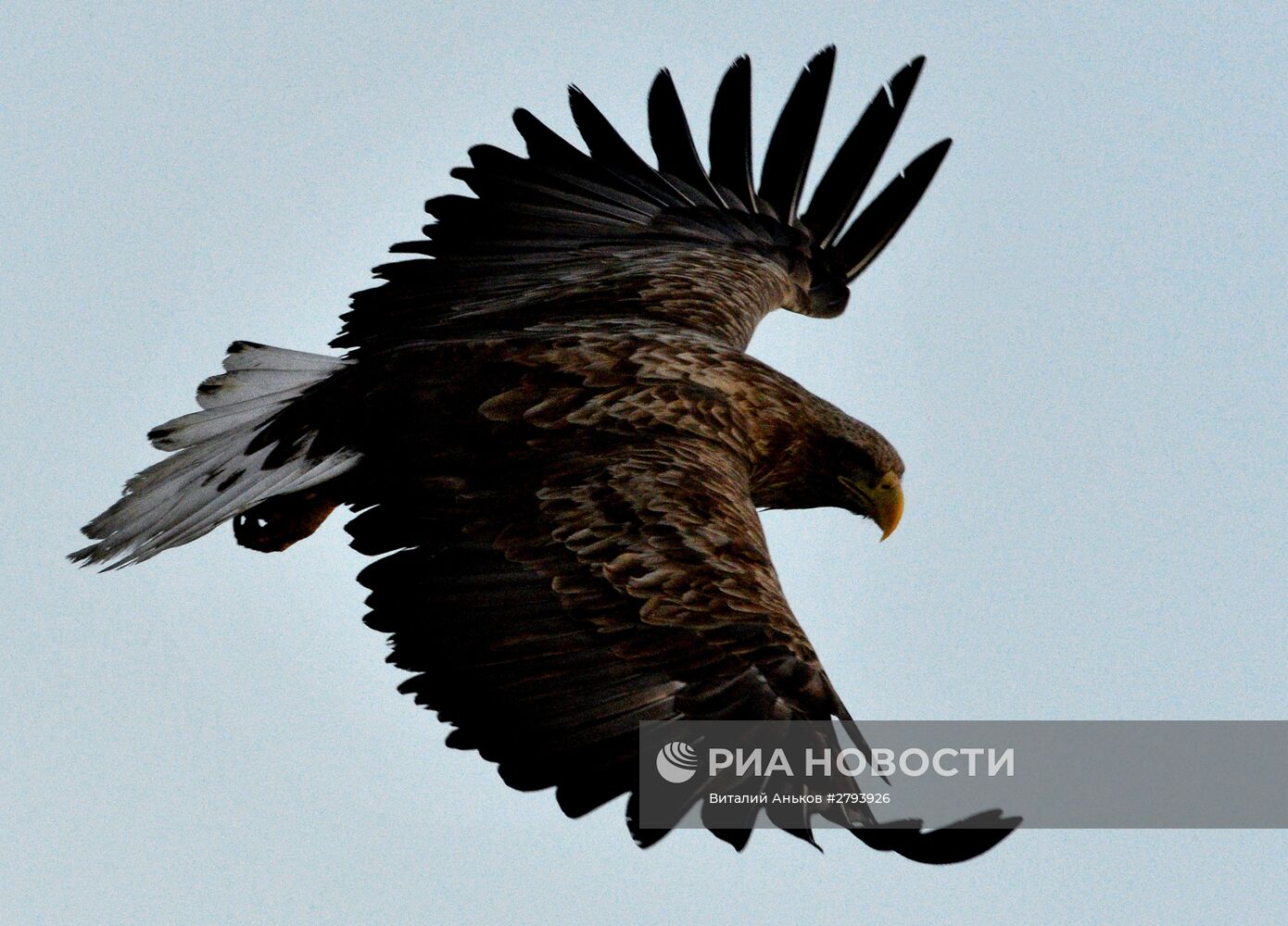 Краснокнижные орланы зимуют в центре Владивостока