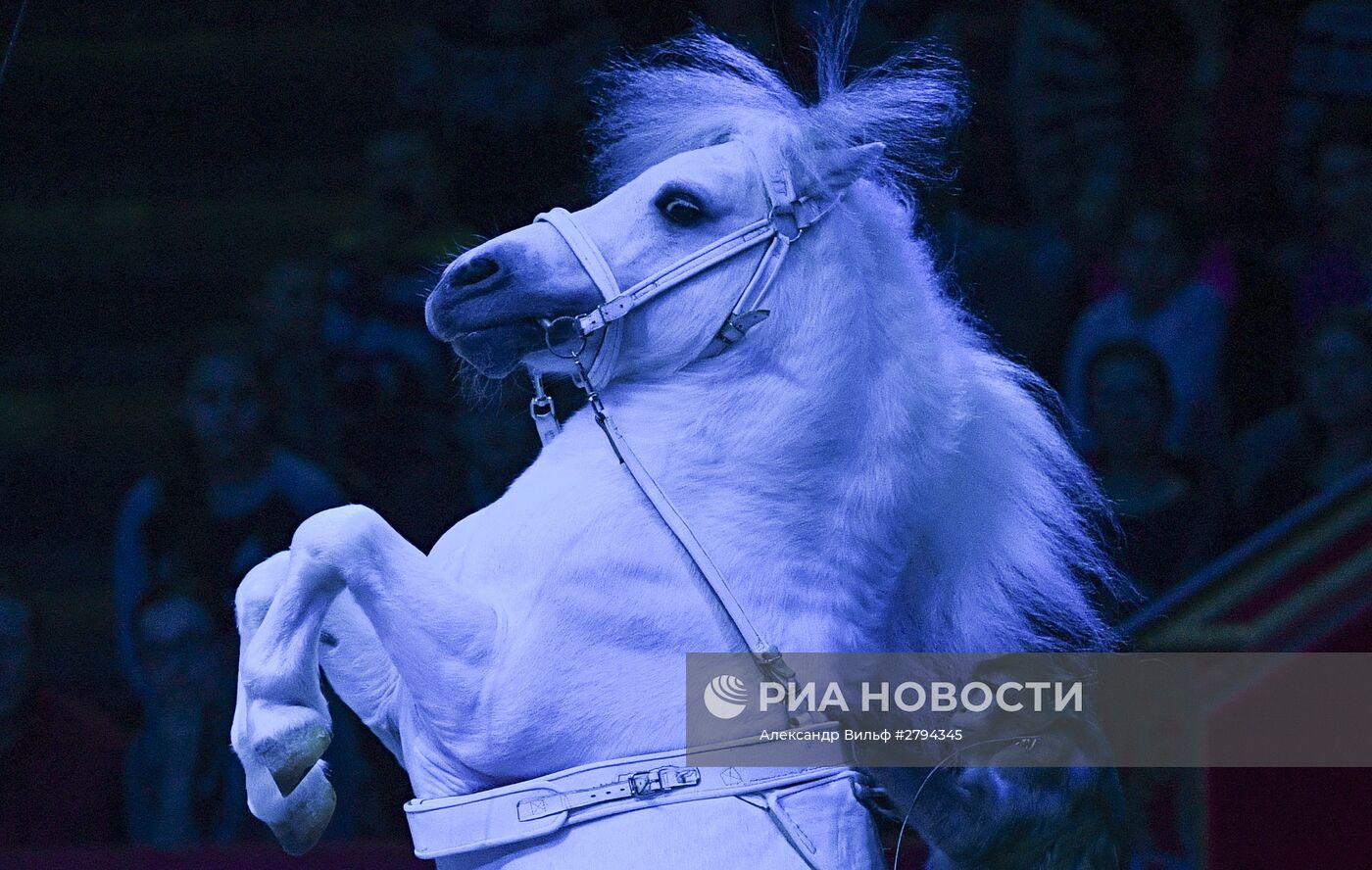 Премьера новой программы "Браво" в Московском цирке Никулина