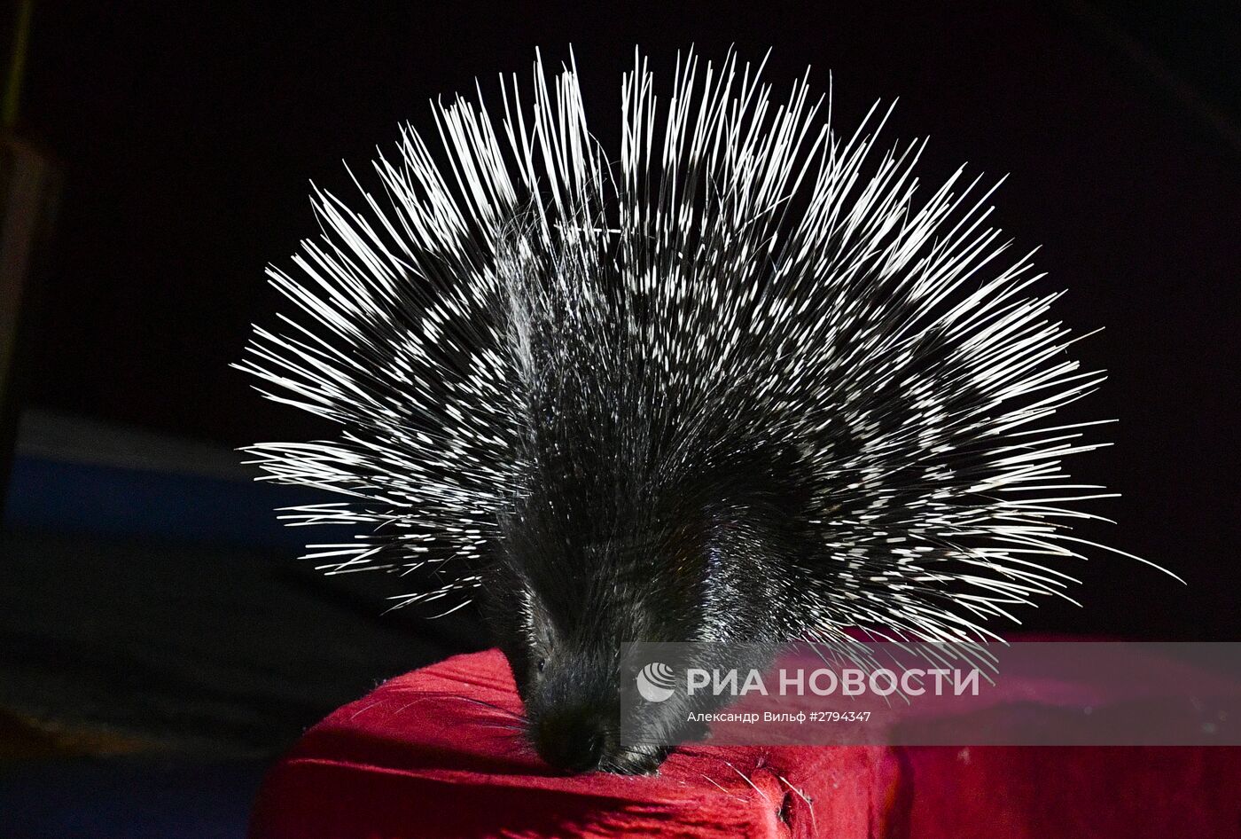 Премьера новой программы "Браво" в Московском цирке Никулина