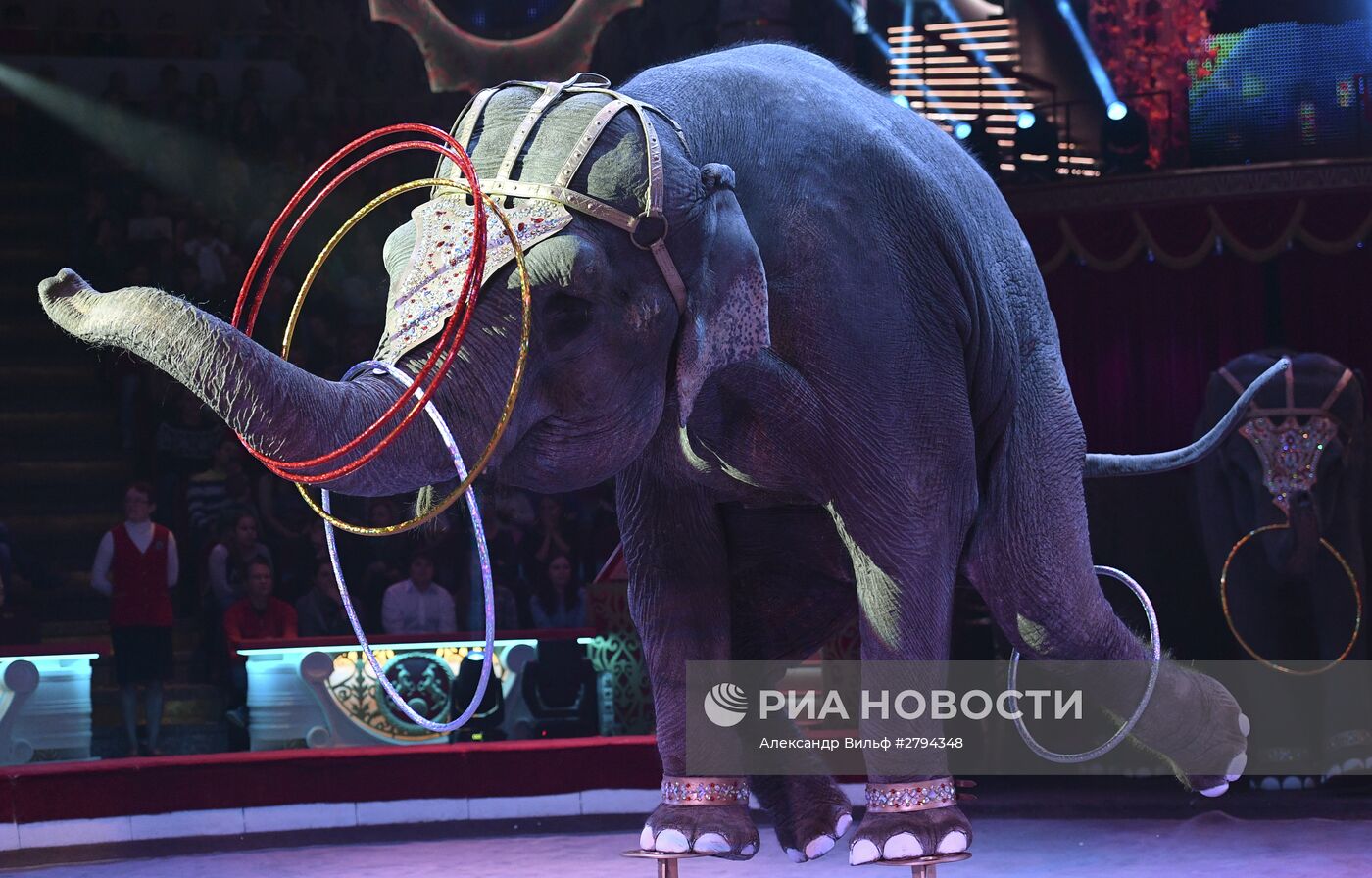Премьера новой программы "Браво" в Московском цирке Никулина
