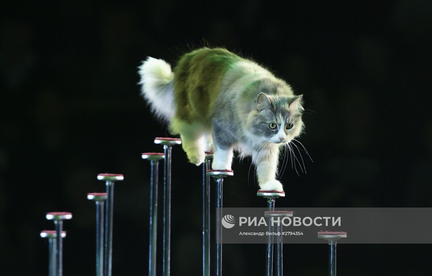 Премьера новой программы "Браво" в Московском цирке Никулина