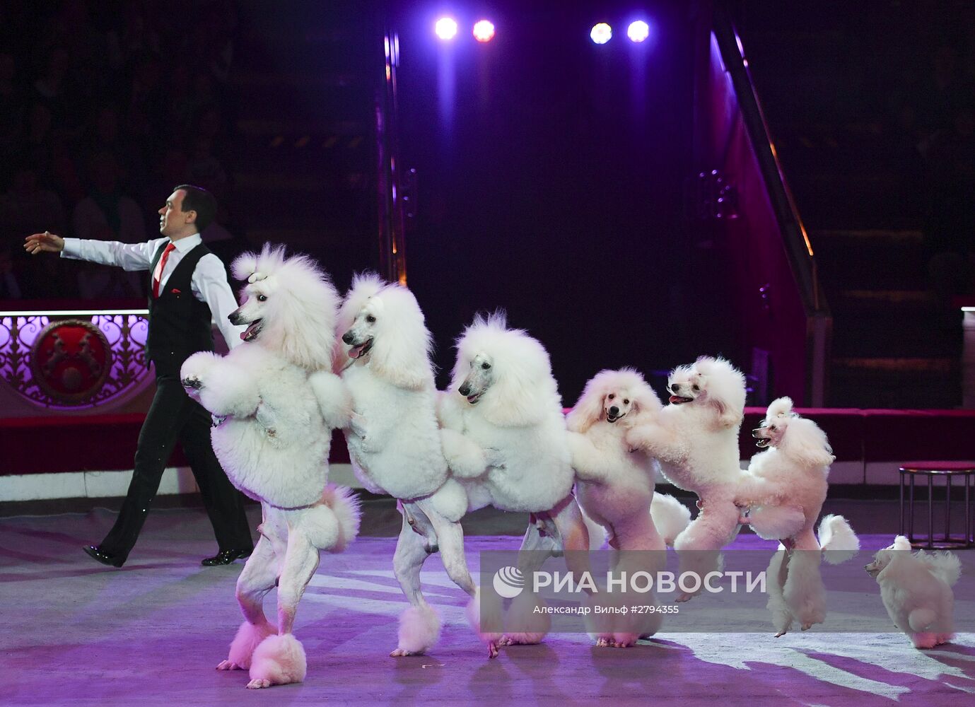 Премьера новой программы "Браво" в Московском цирке Никулина