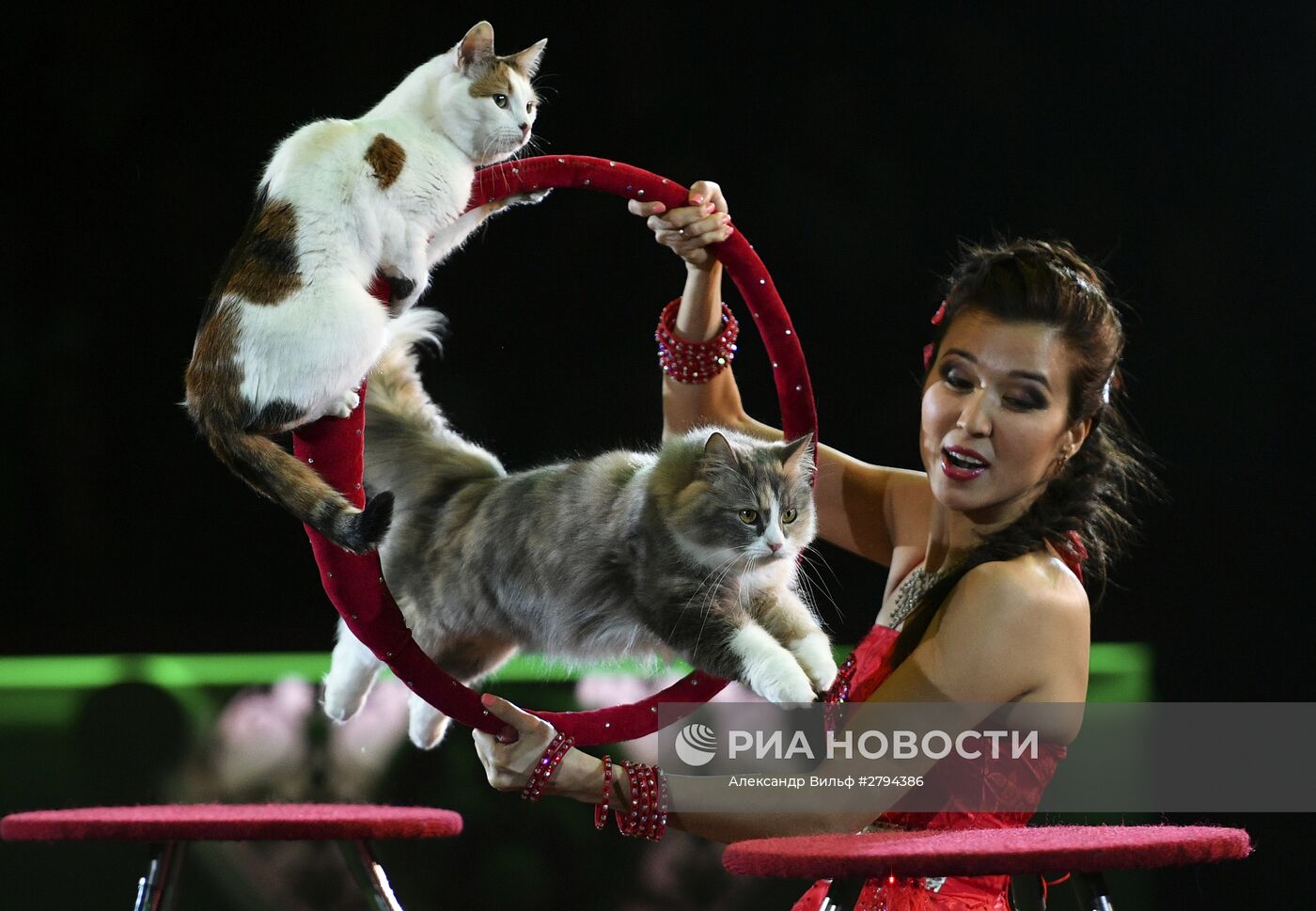 Премьера новой программы "Браво" в Московском цирке Никулина