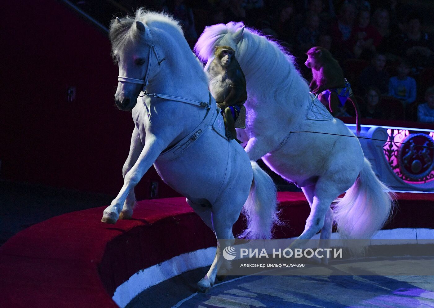 Премьера новой программы "Браво" в Московском цирке Никулина