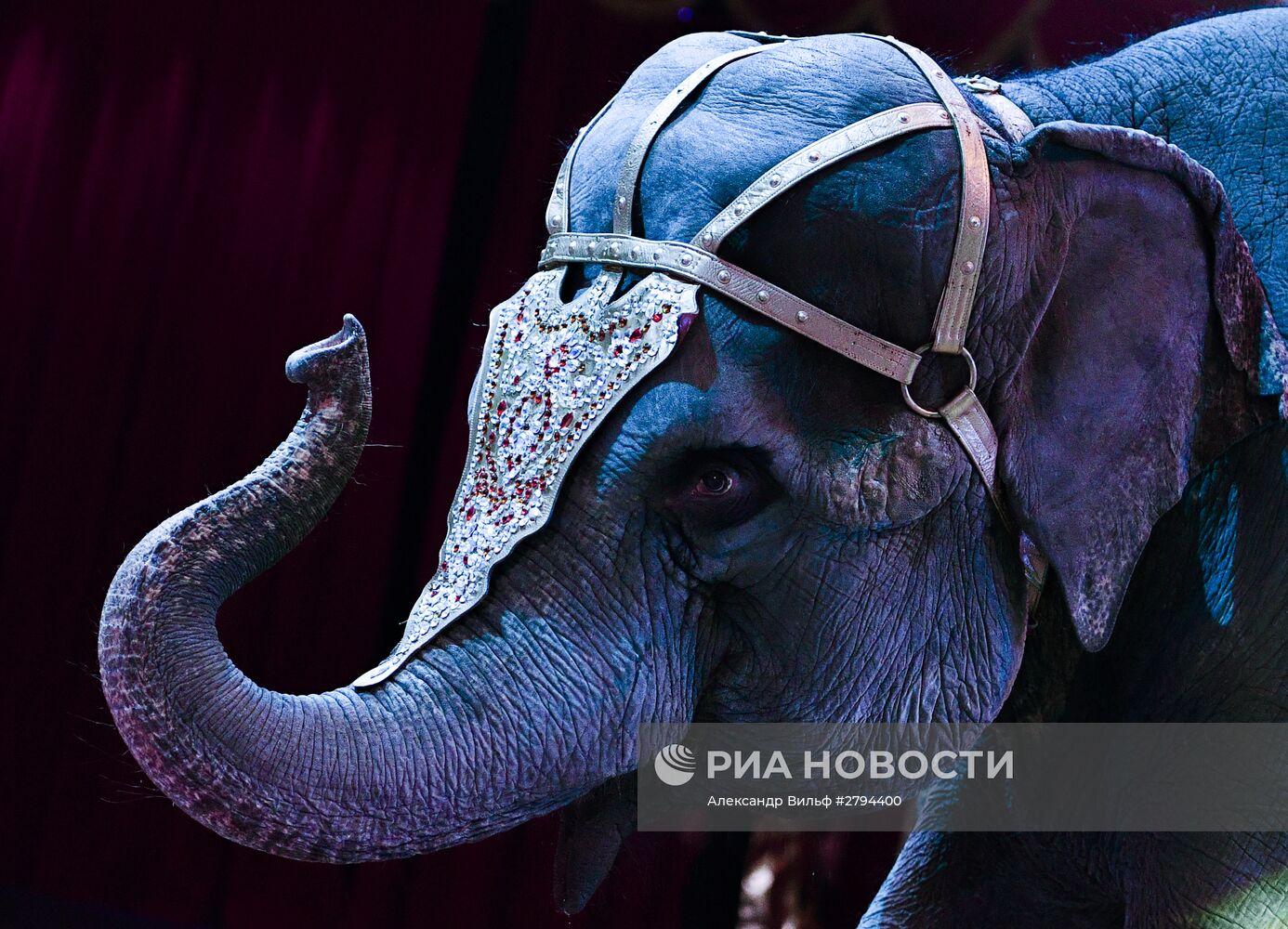 Премьера новой программы "Браво" в Московском цирке Никулина