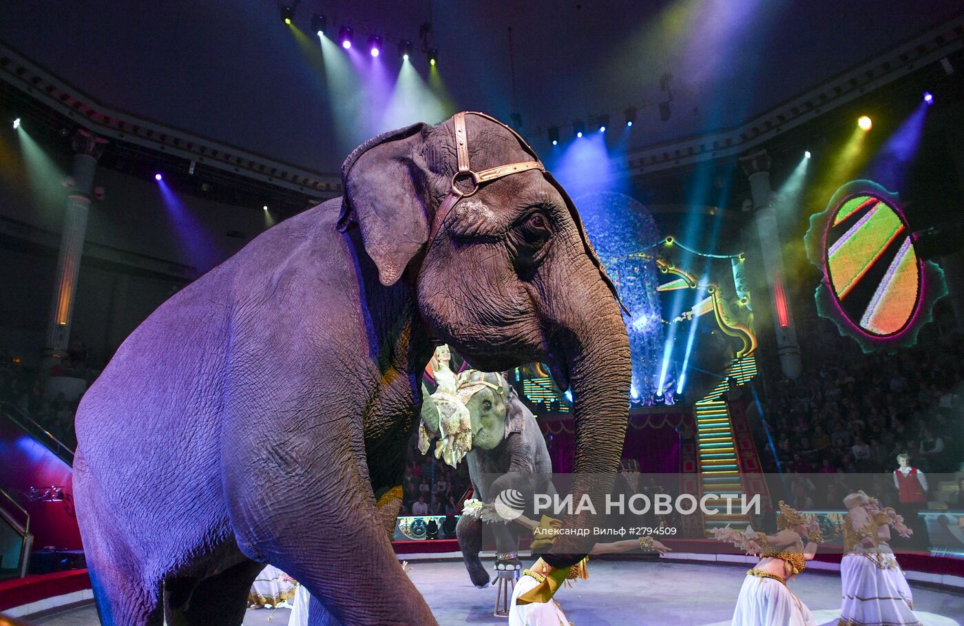 Премьера новой программы "Браво" в Московском цирке Никулина