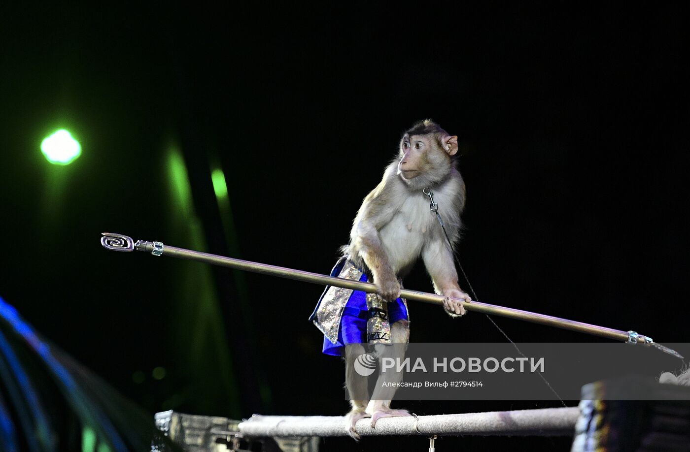 Премьера новой программы "Браво" в Московском цирке Никулина