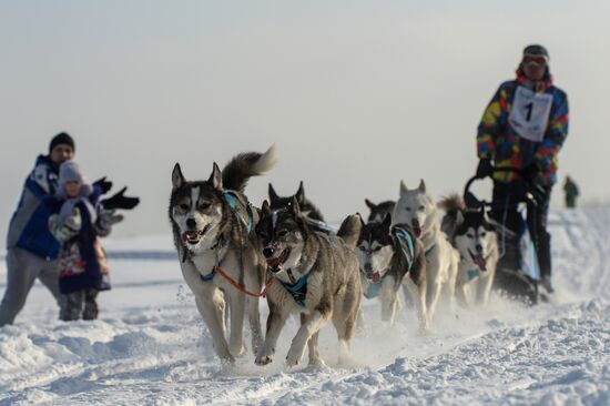 Фестиваль северных ездовых собак "Хаски фест"