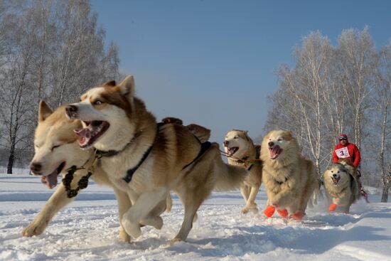 Фестиваль северных ездовых собак "Хаски фест"