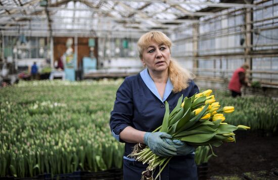 В теплицах ВДНХ расцвели сто двадцать тысяч тюльпанов