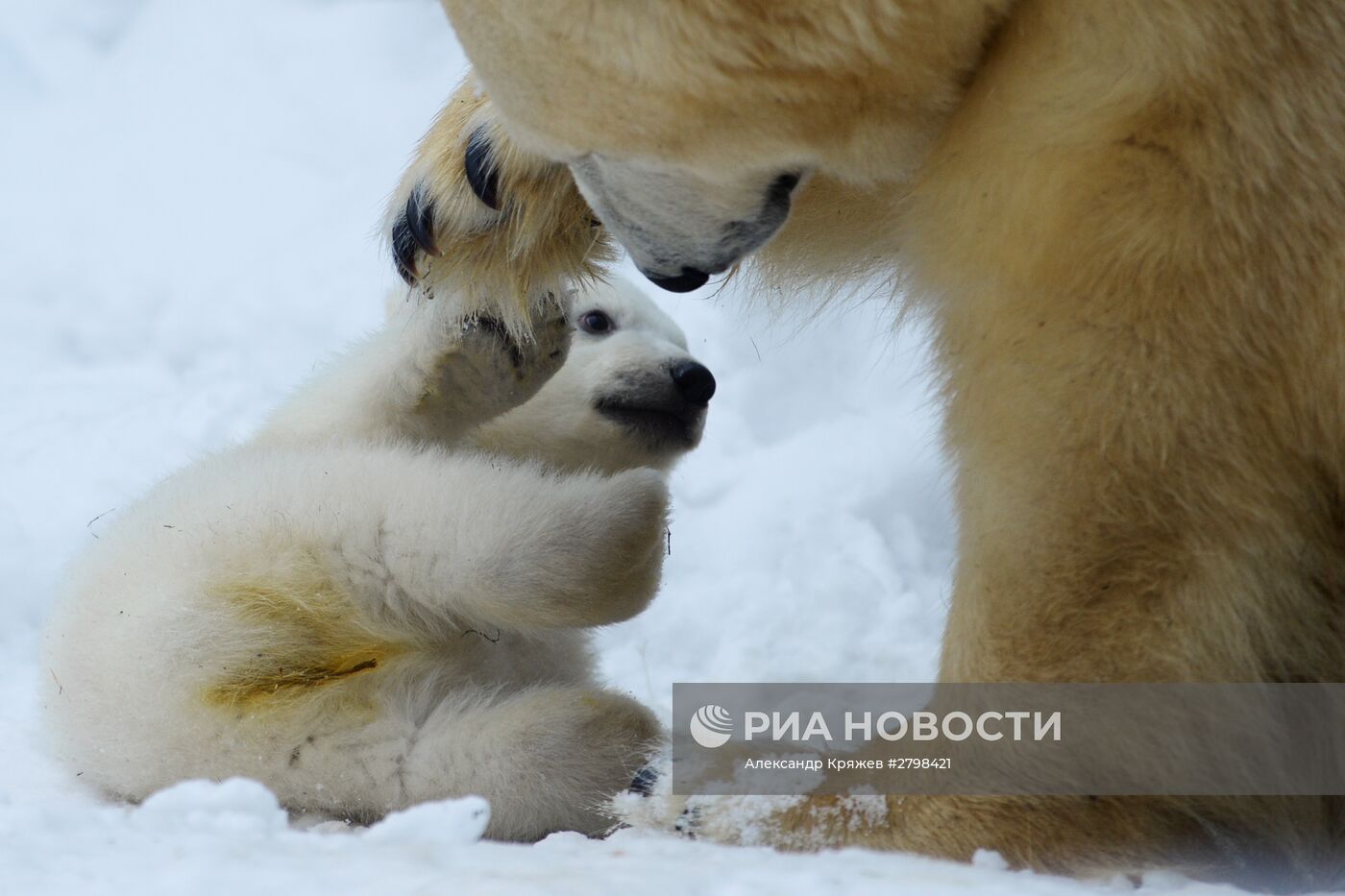 Пополнение в Новосибирском зоопарке