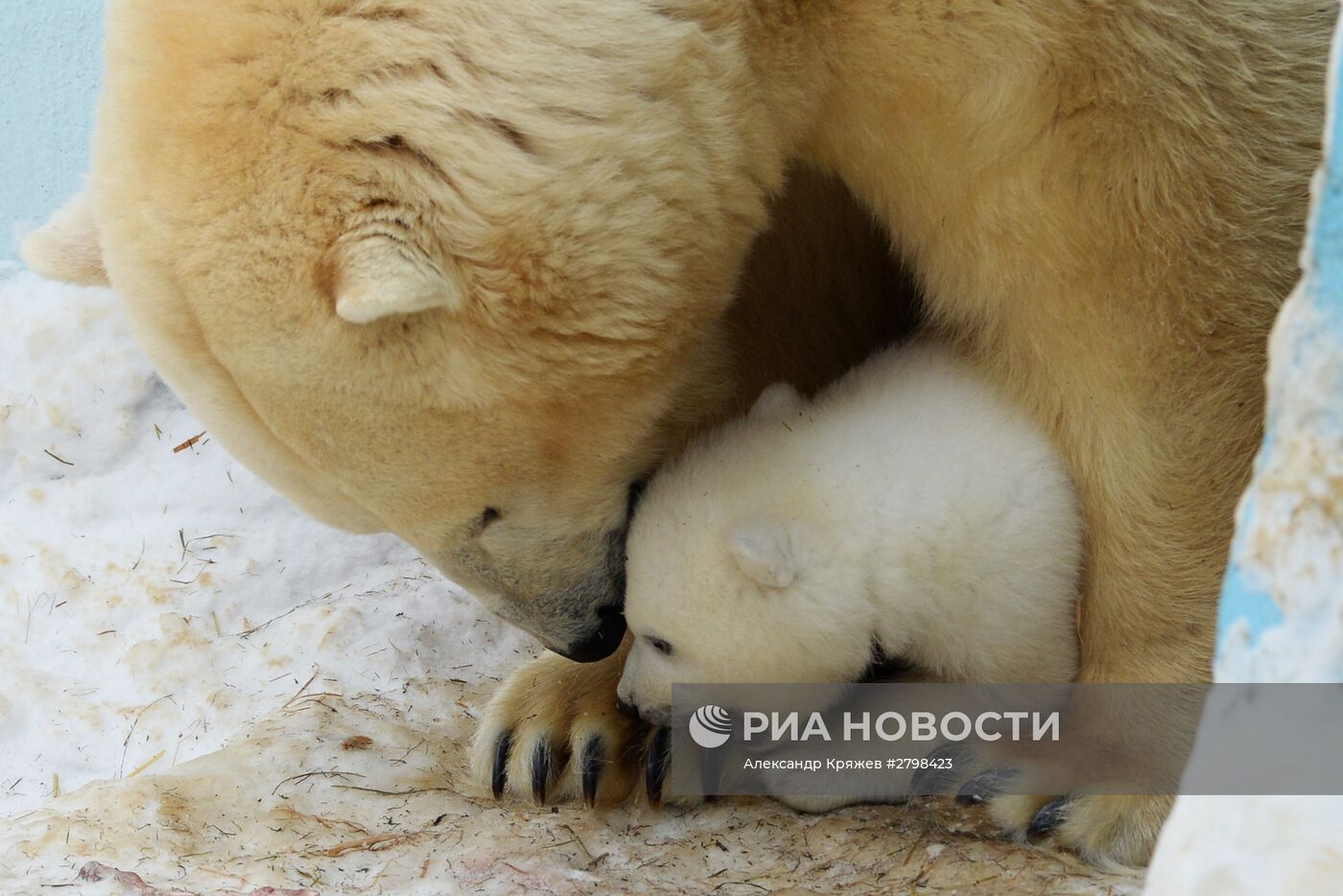 Пополнение в Новосибирском зоопарке