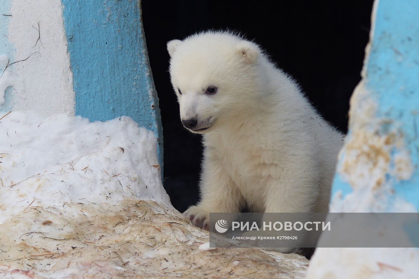 Пополнение в Новосибирском зоопарке