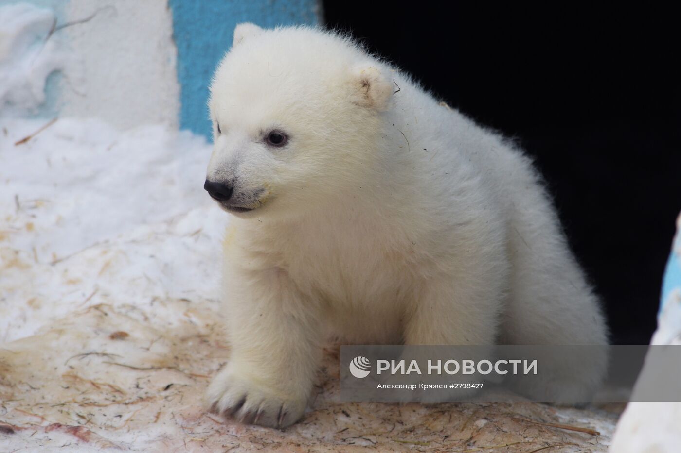 Пополнение в Новосибирском зоопарке