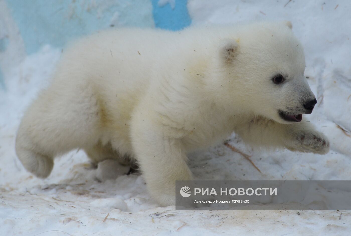 Пополнение в Новосибирском зоопарке