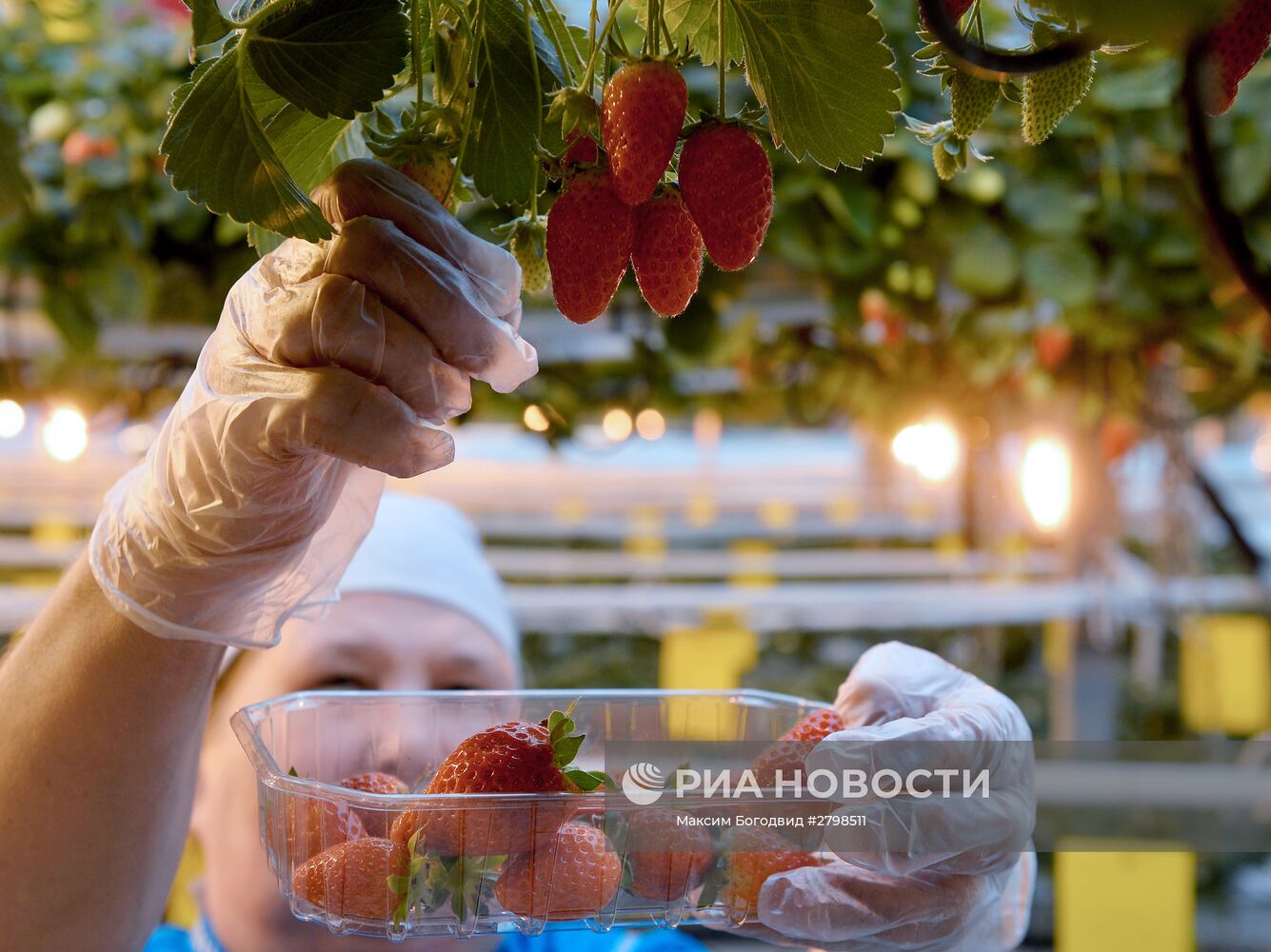 Тепличный комплекс "Майский" в Казани