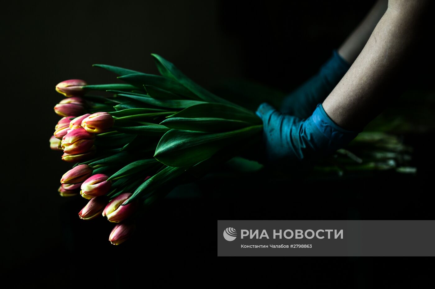 Выращивание цветов к 8 марта в теплице Великого Новгорода