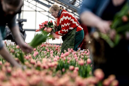Выращивание цветов к 8 марта в теплице Великого Новгорода