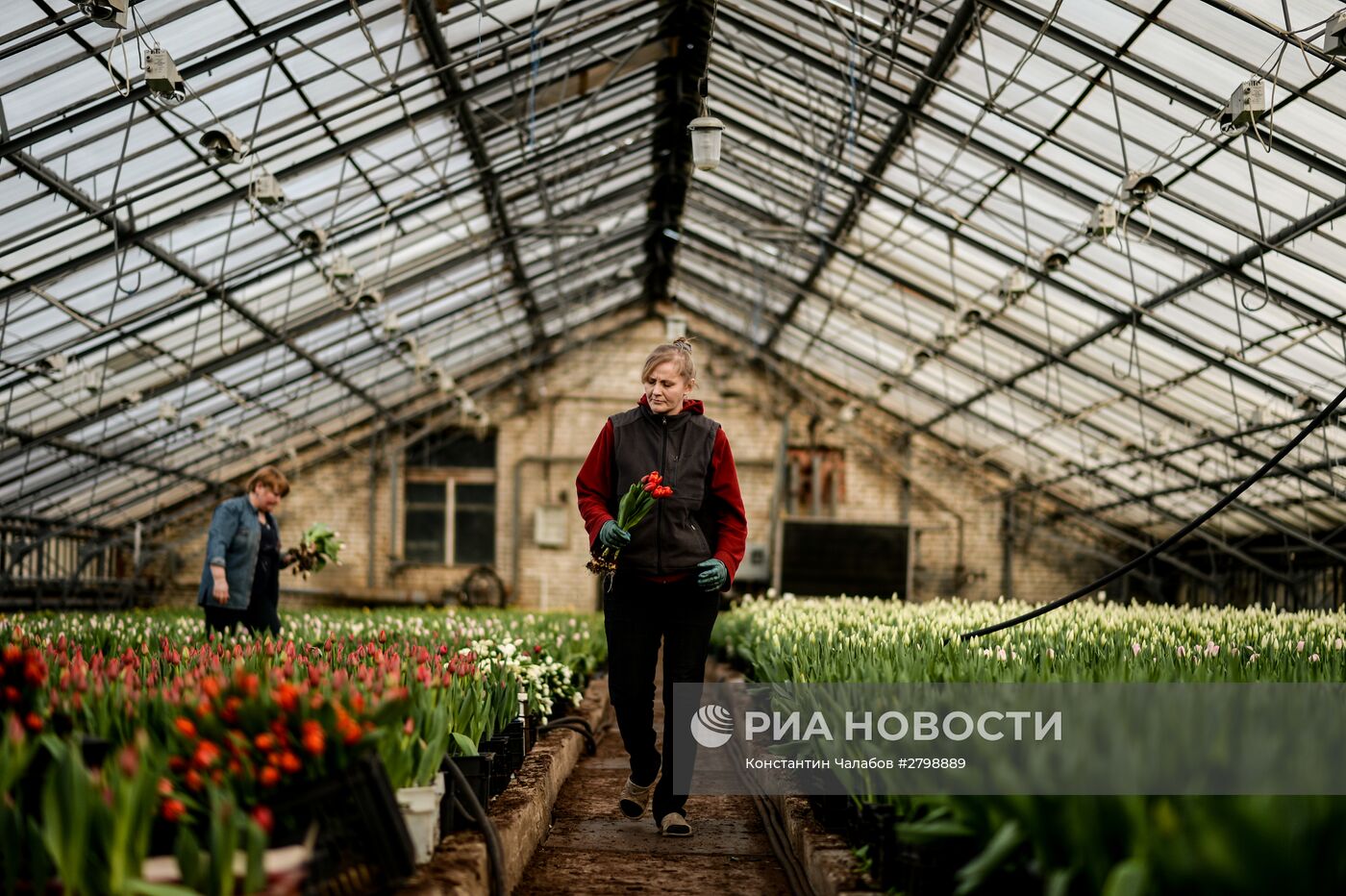 Выращивание цветов к 8 марта в теплице Великого Новгорода